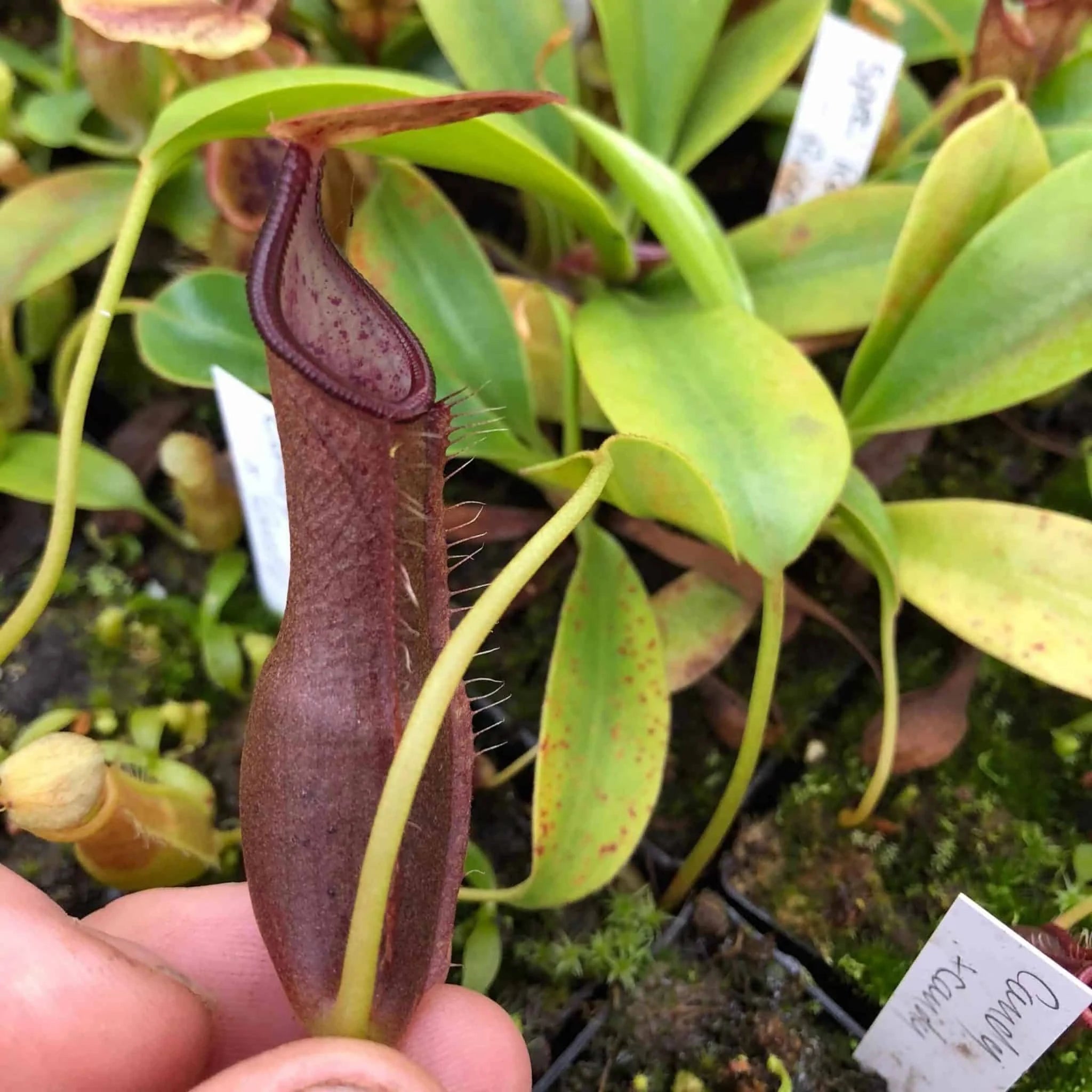 Nepenthes spec. Harau Valley, 10-14 cm 大森食虫植物農園