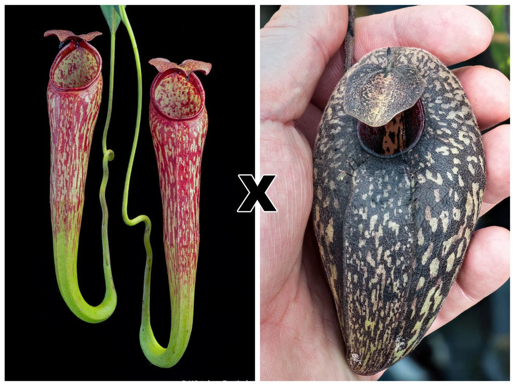 Nepenthes spec. Pseudoklossii x aristolochioides 大森食虫植物農園