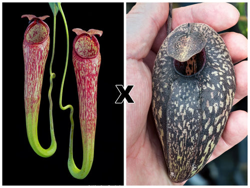 Nepenthes spec. Pseudoklossii x aristolochioides 大森食虫植物農園