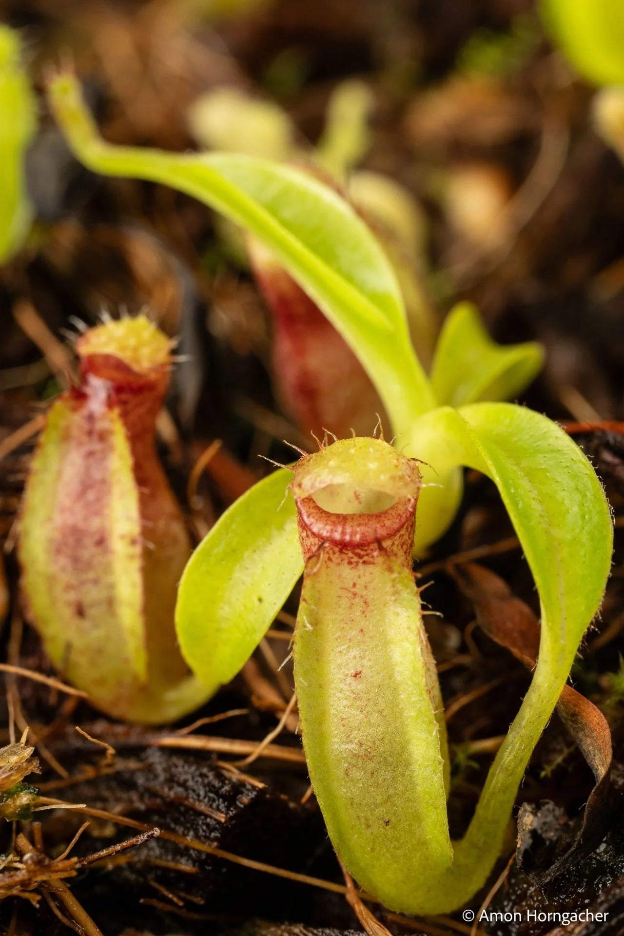 Nepenthes spec. Pseudoklossii x aristolochioides 大森食虫植物農園