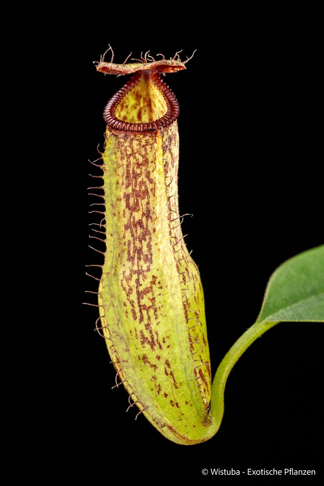 Nepenthes spec. Pseudoklossii x hamata 大森食虫植物農園