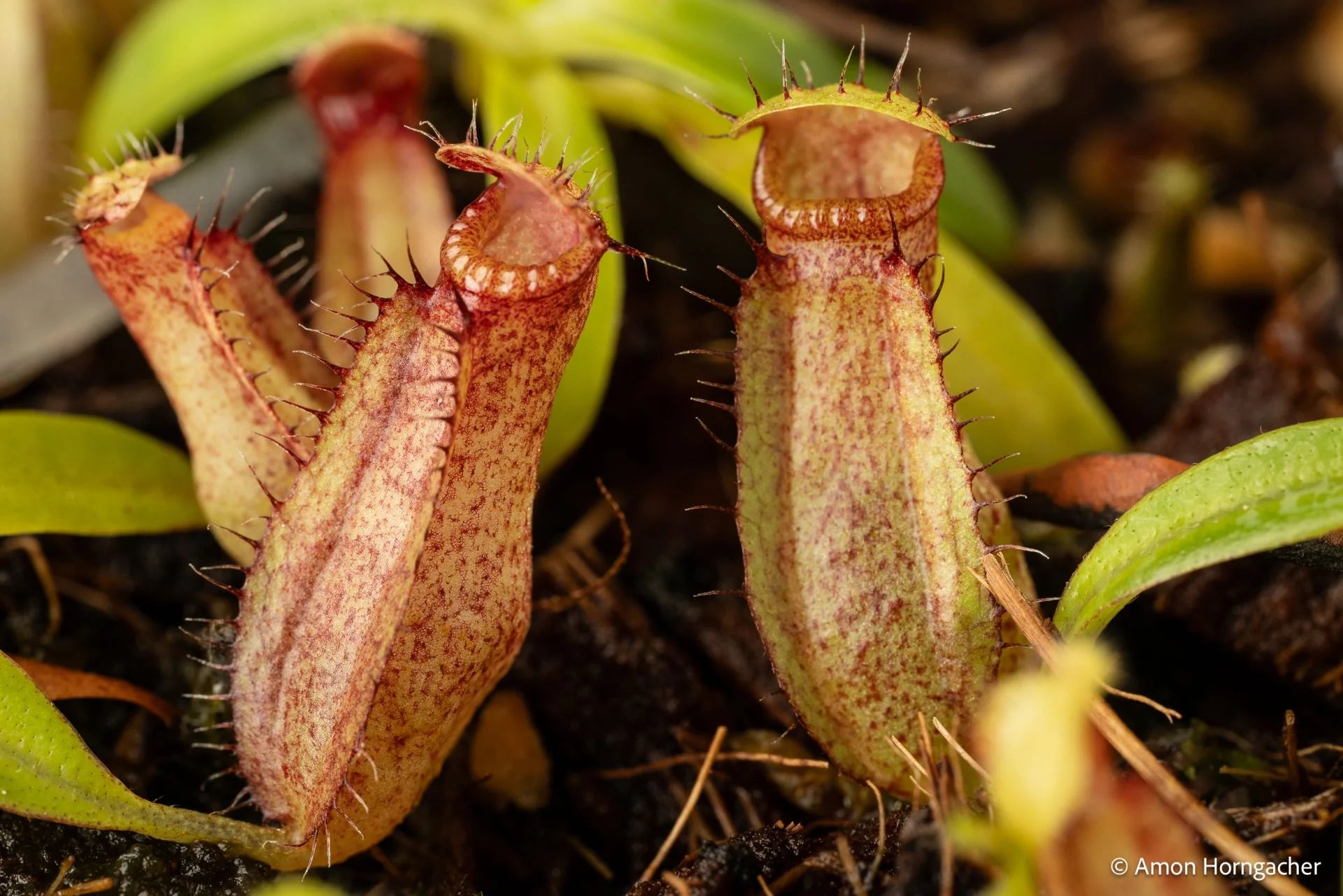 Nepenthes spec. Pseudoklossii x hamata 大森食虫植物農園