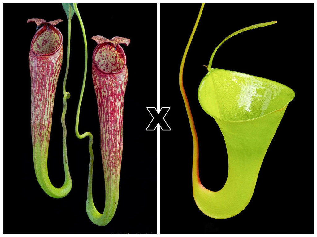 Nepenthes spec. Pseudoklossii x inermis 大森食虫植物農園