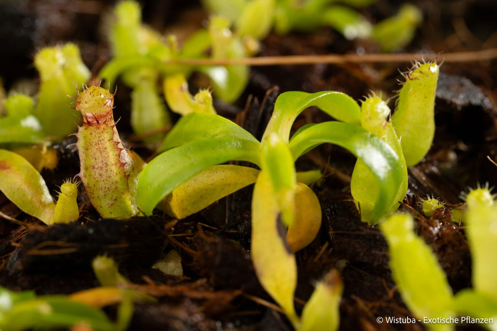 Nepenthes spec. Pseudoklossii x inermis 大森食虫植物農園