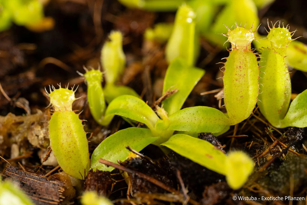 Nepenthes spec. Pseudoklossii x inermis 大森食虫植物農園