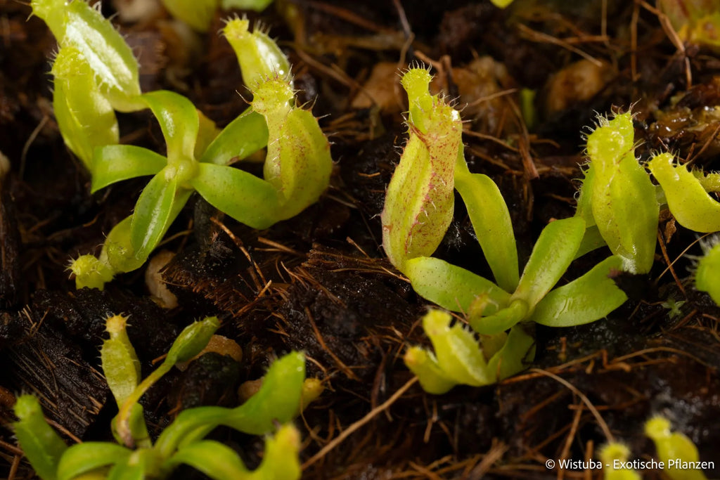 Nepenthes spec. Pseudoklossii x inermis 大森食虫植物農園