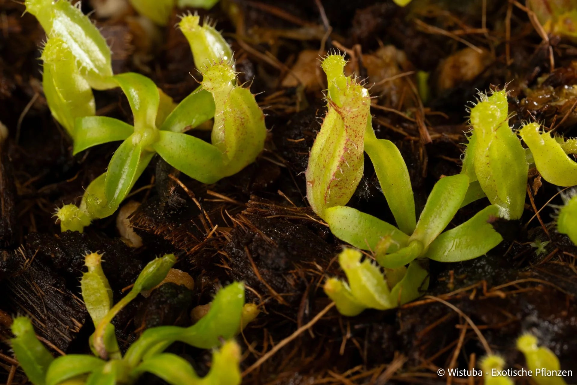 Nepenthes spec. Pseudoklossii x inermis 大森食虫植物農園