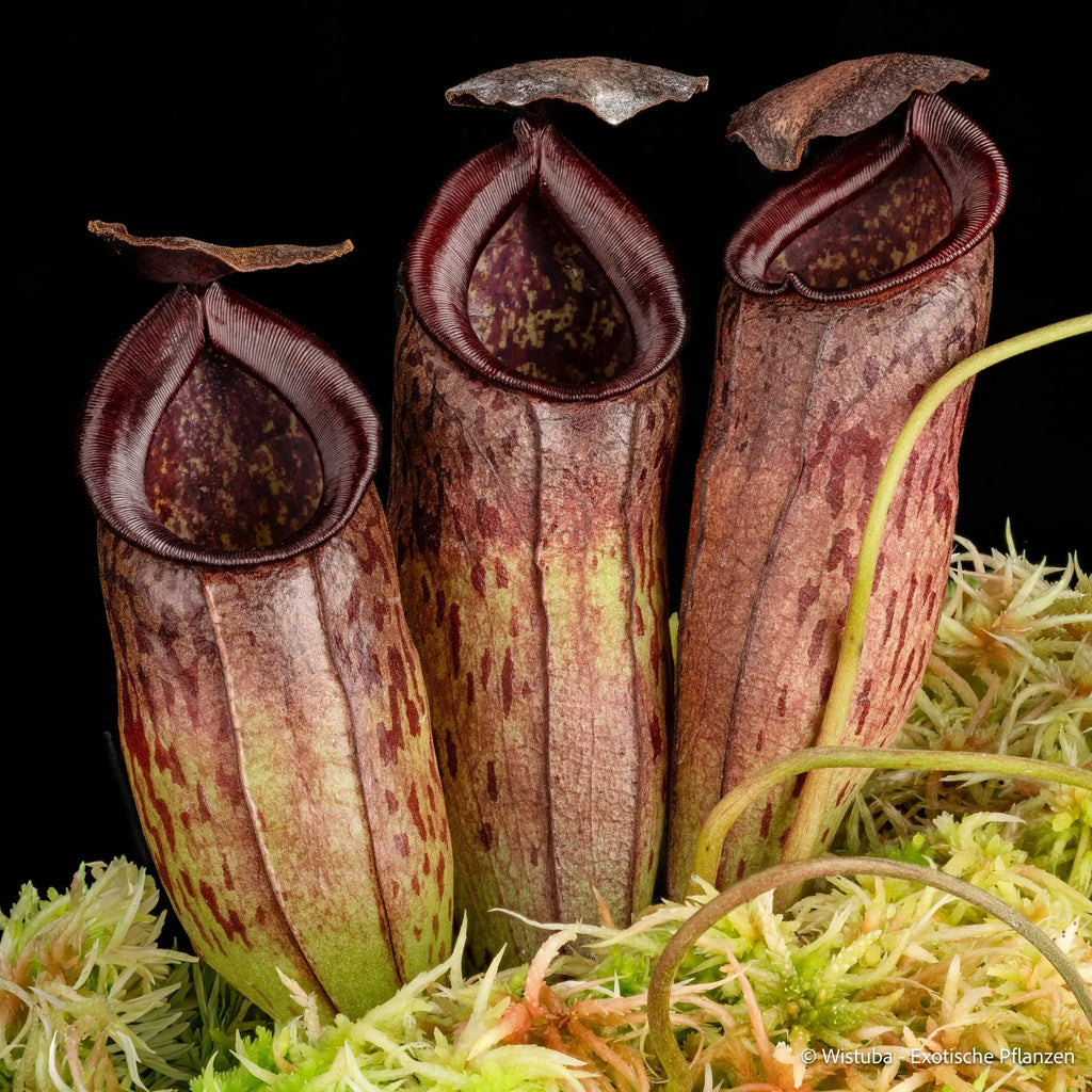 Nepenthes spec. Pseudoklossii x tenuis 大森食虫植物農園