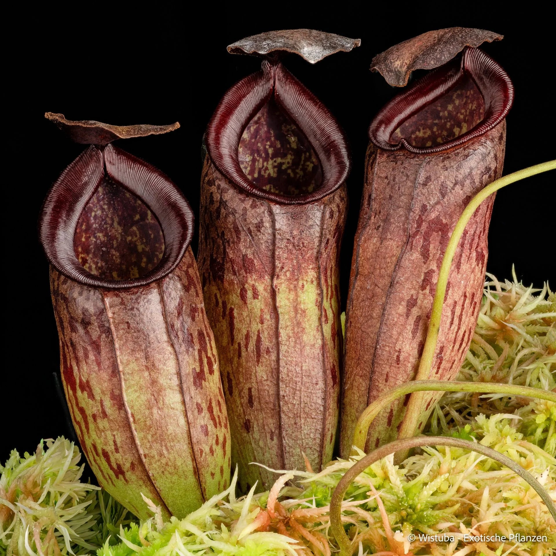 Nepenthes spec. Pseudoklossii x tenuis 大森食虫植物農園