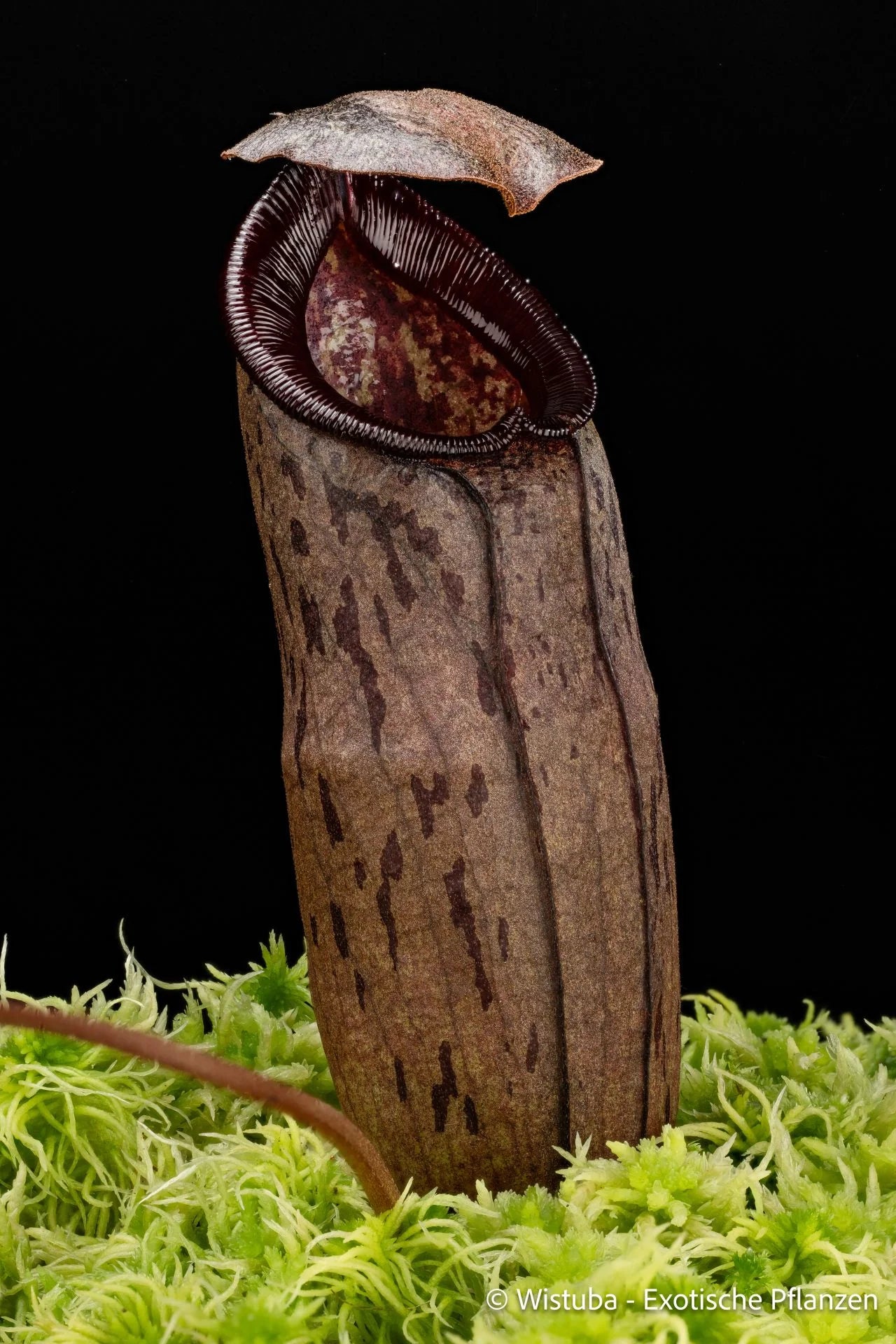 Nepenthes spec. Pseudoklossii x tenuis 大森食虫植物農園