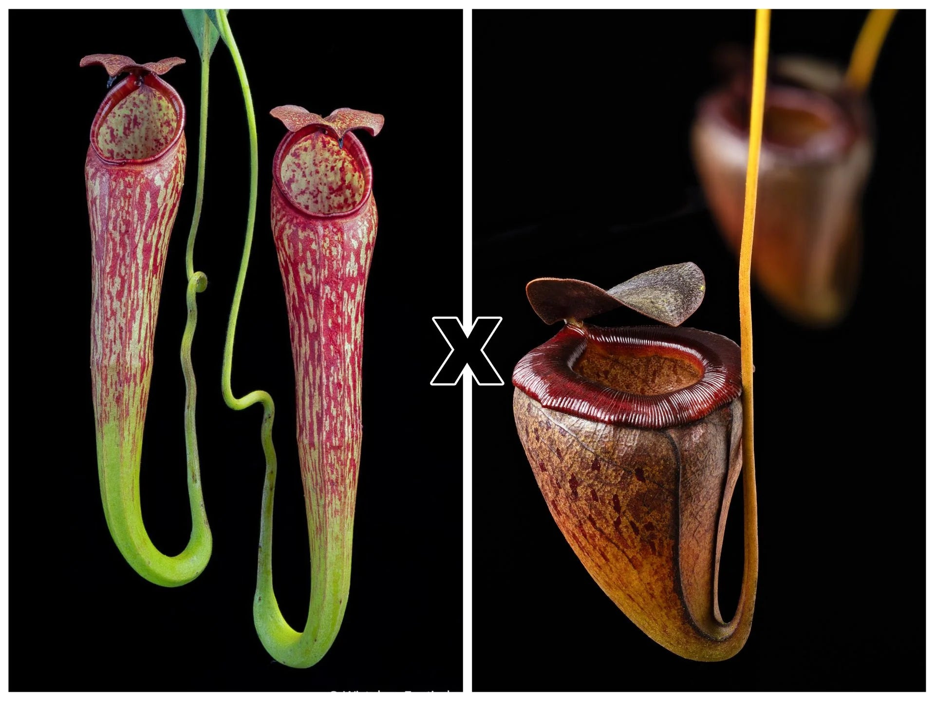Nepenthes spec. Pseudoklossii x tenuis 大森食虫植物農園