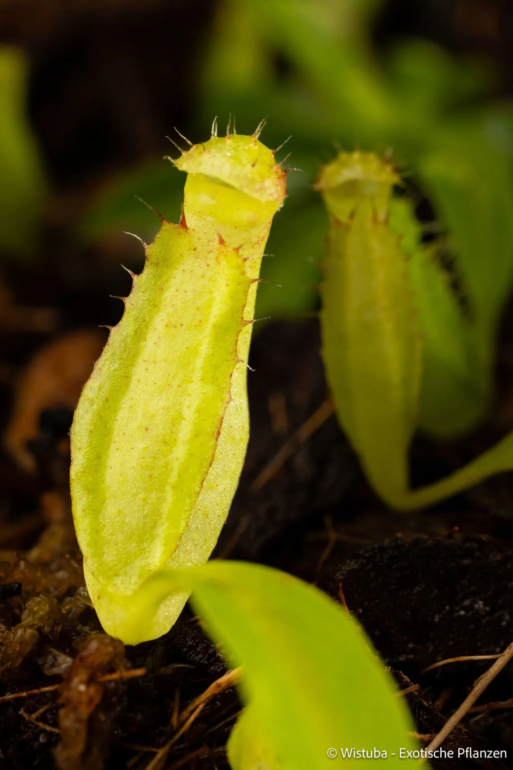 Nepenthes spec. Pseudoklossii x tenuis 大森食虫植物農園