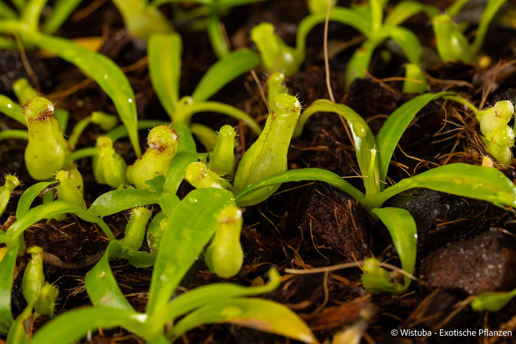 Nepenthes spec. Pseudoklossii x tenuis 大森食虫植物農園