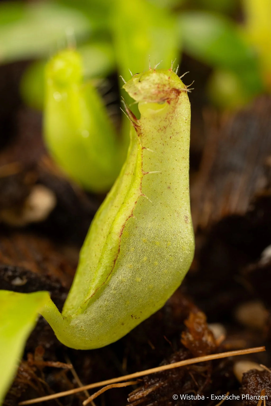 Nepenthes spec. Pseudoklossii x tenuis 大森食虫植物農園