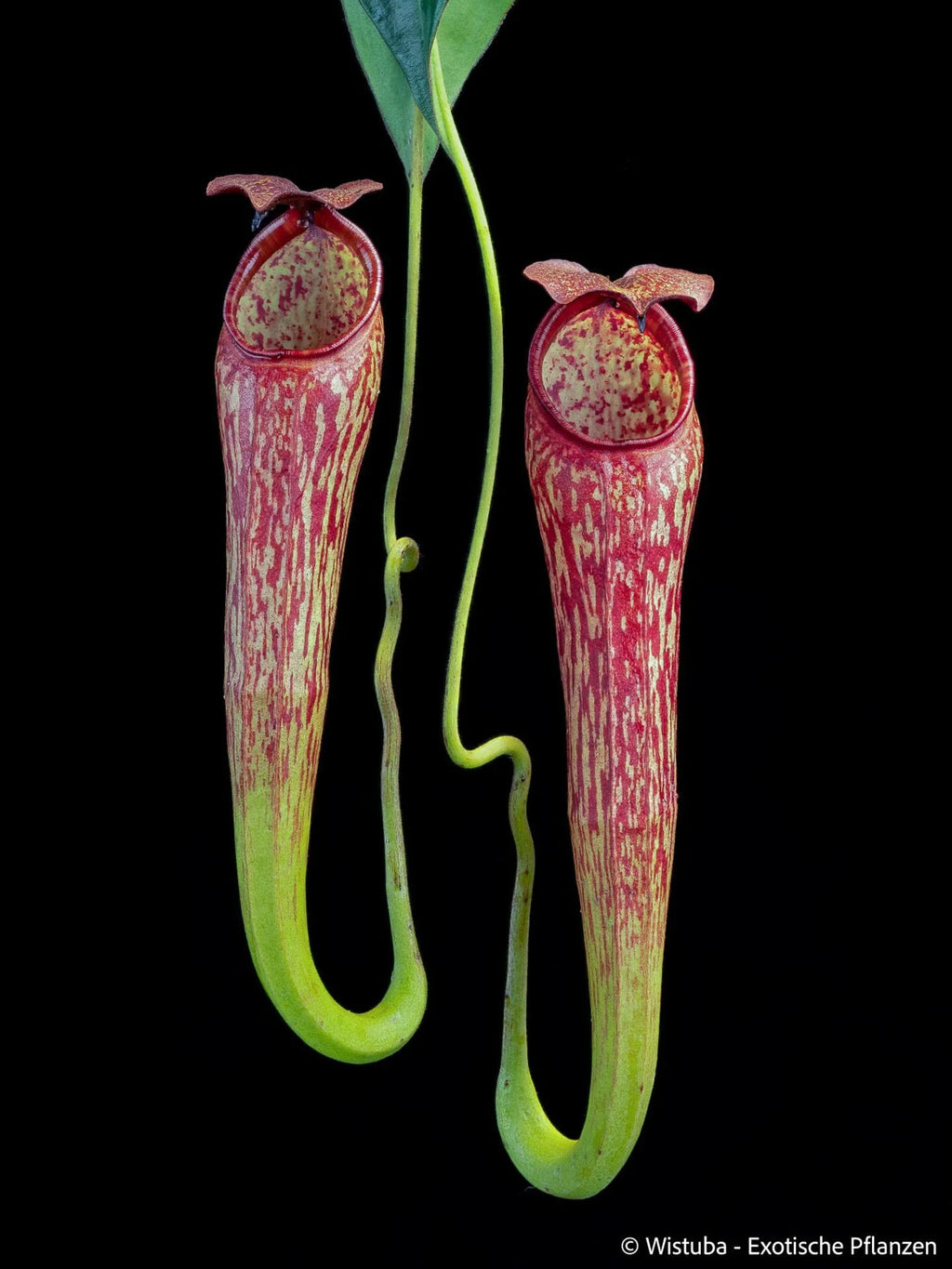 Nepenthes spec. Pseudoklossii x tenuis 大森食虫植物農園