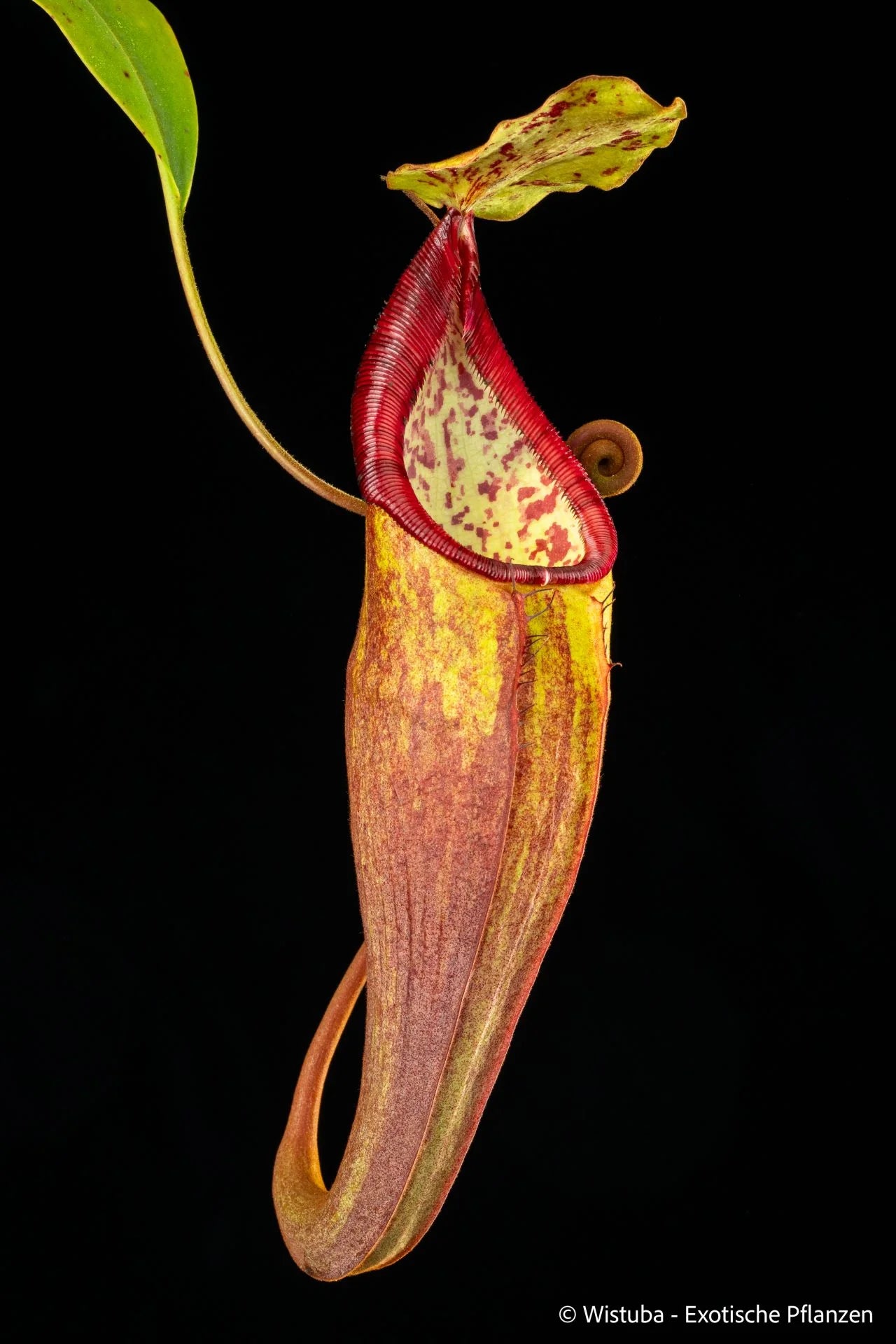 Nepenthes spec. (Kemiri) 大森食虫植物農園