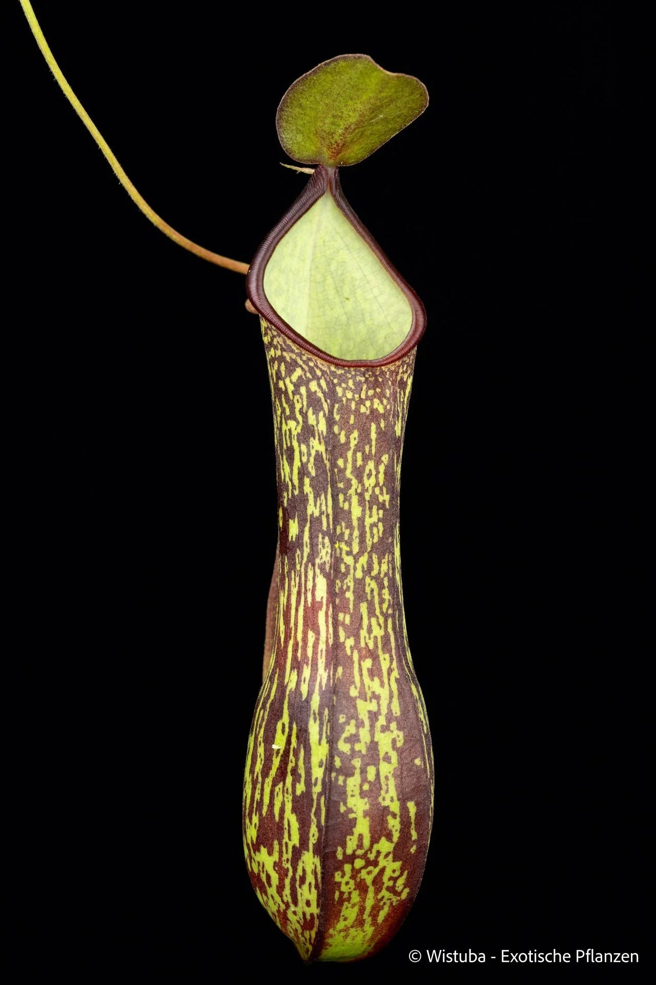 Nepenthes spec. "Tawarensis" 大森食虫植物農園