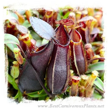 Nepenthes spec. {black hybrid with tentaculata-murudensis?, Church Camp, Gunung Murud, Borneo, Malaysia} [BCP ID# N396-02] / 1株の苗, 2-4 cm 大森食虫植物農園