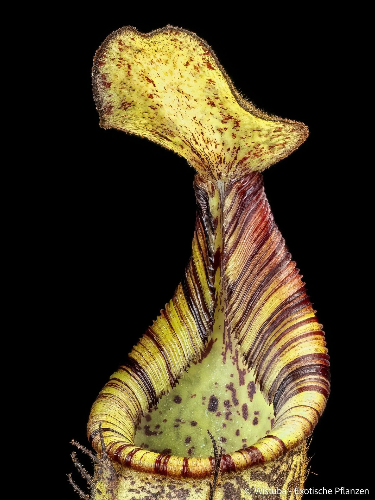 Nepenthes spectabilis (Bandahara Giant) x mollis 大森食虫植物農園
