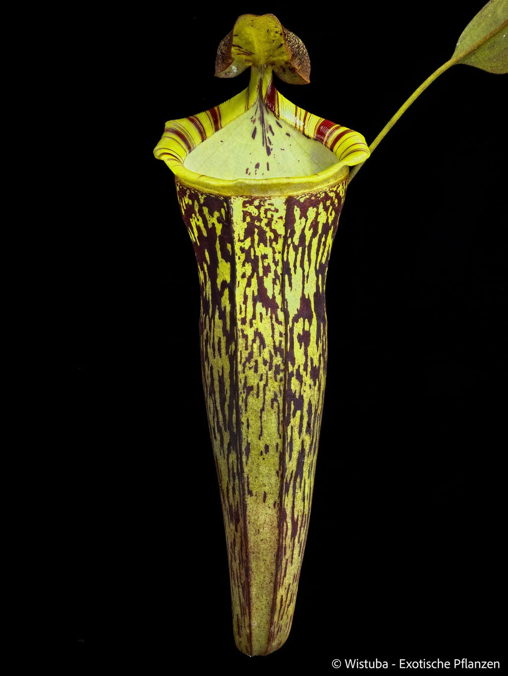Nepenthes spectabilis (Bandahara Giant) x campanulata 大森食虫植物農園