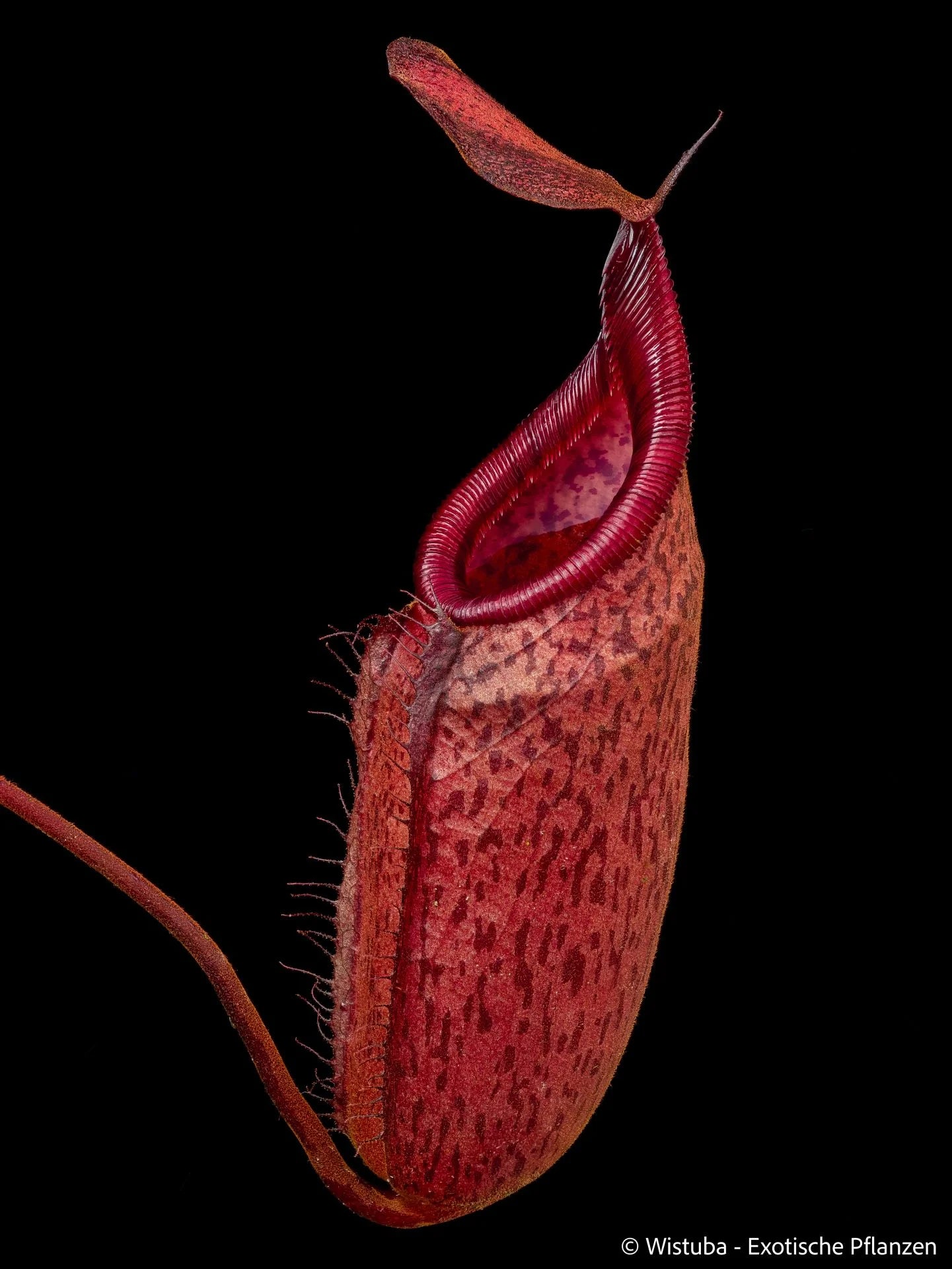 Nepenthes spectabilis (Bandahara Giant) x mira 大森食虫植物農園