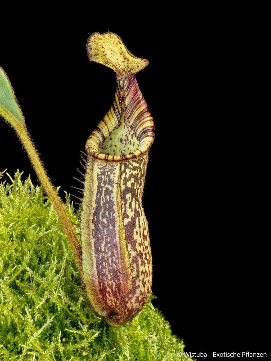 Nepenthes spectabilis (Bandahara Giant) x mollis 大森食虫植物農園