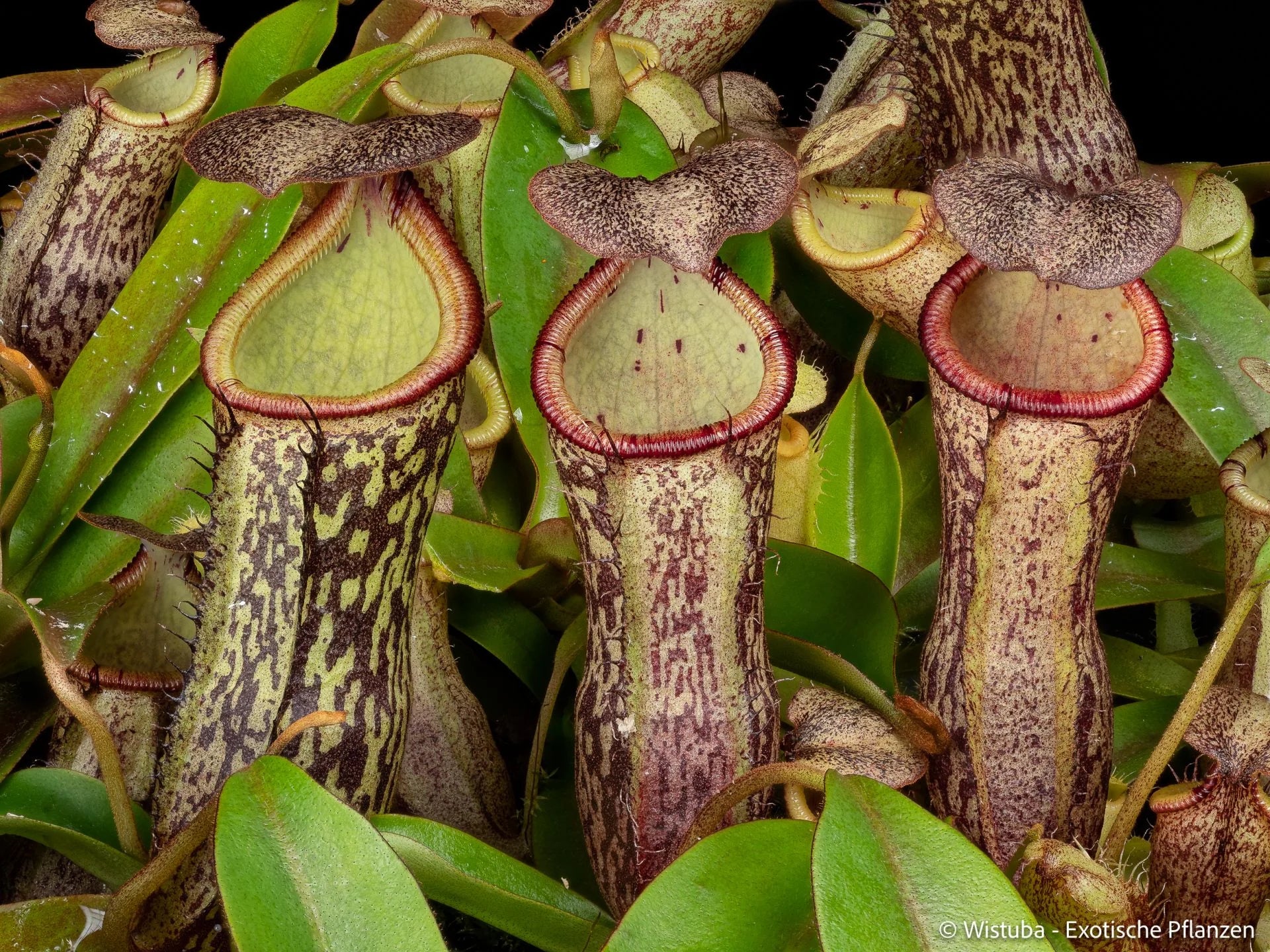 Nepenthes spectabilis (Bandahara Giant) x campanulata 大森食虫植物農園