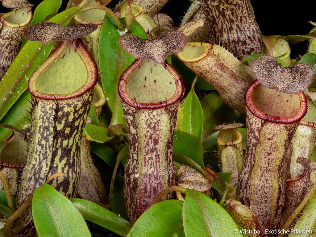 Nepenthes spectabilis (Bandahara Giant) x campanulata 大森食虫植物農園