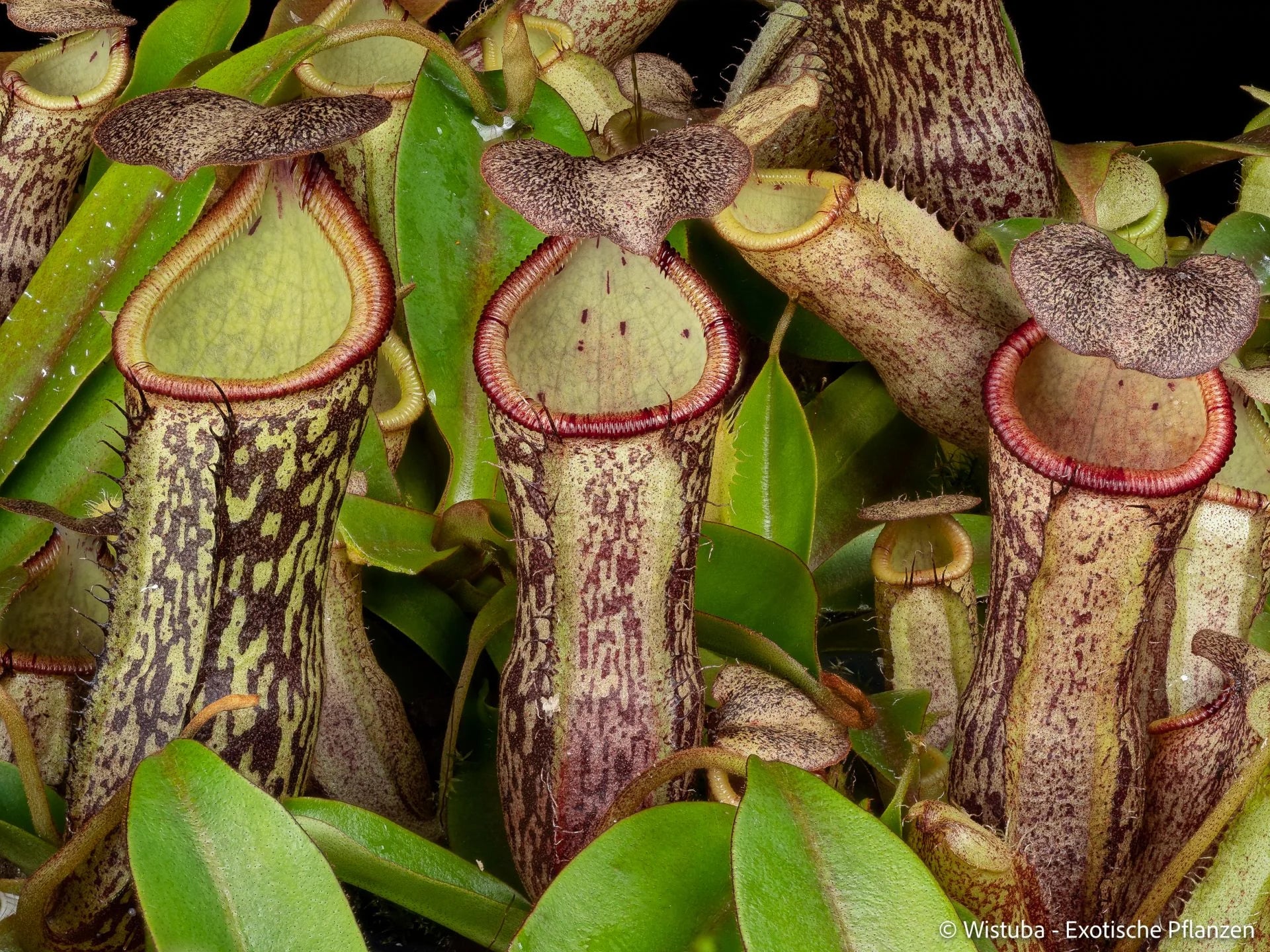 Nepenthes spectabilis (Bandahara Giant) x campanulata 大森食虫植物農園