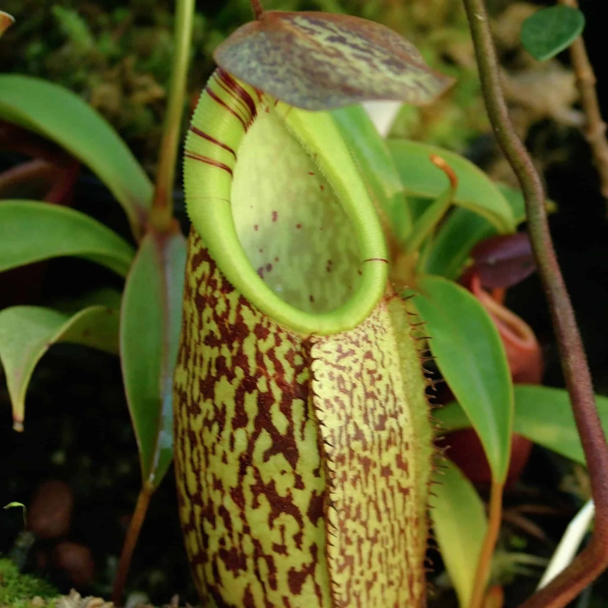 Nepenthes spectabilis, G. Bandahara, 6-10 cm 大森食虫植物農園