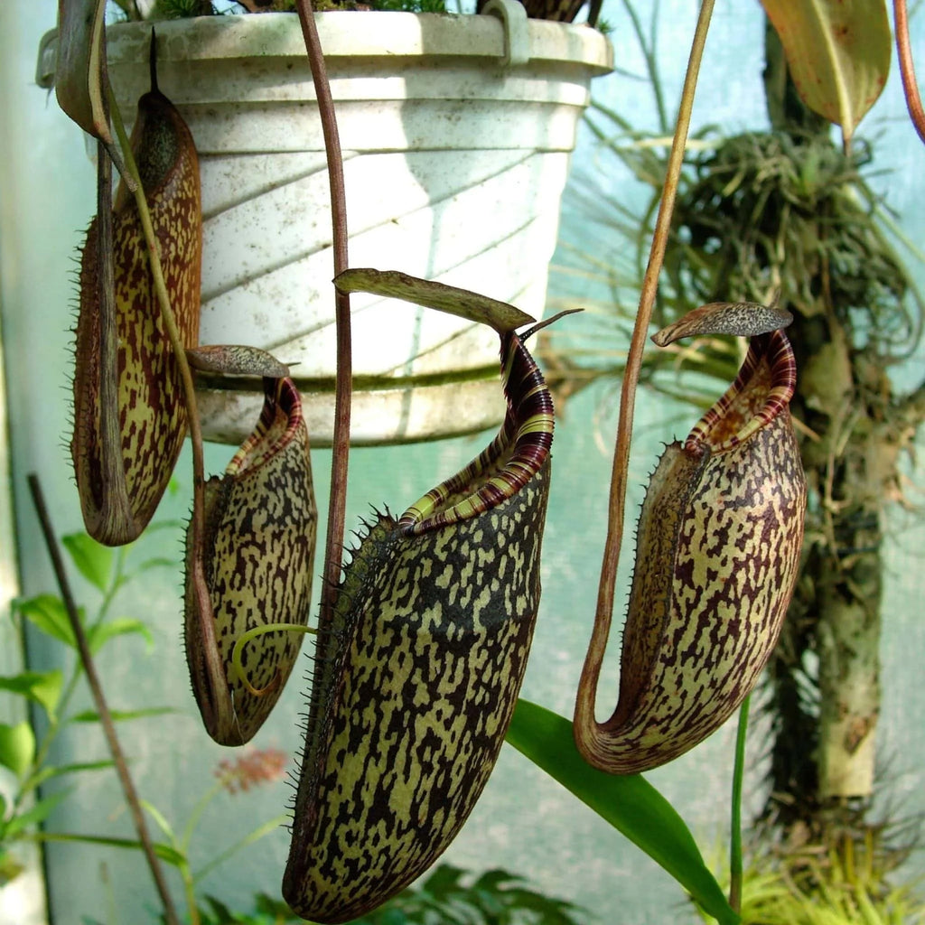 Nepenthes spectabilis, G. Bandahara, 6-10 cm 大森食虫植物農園