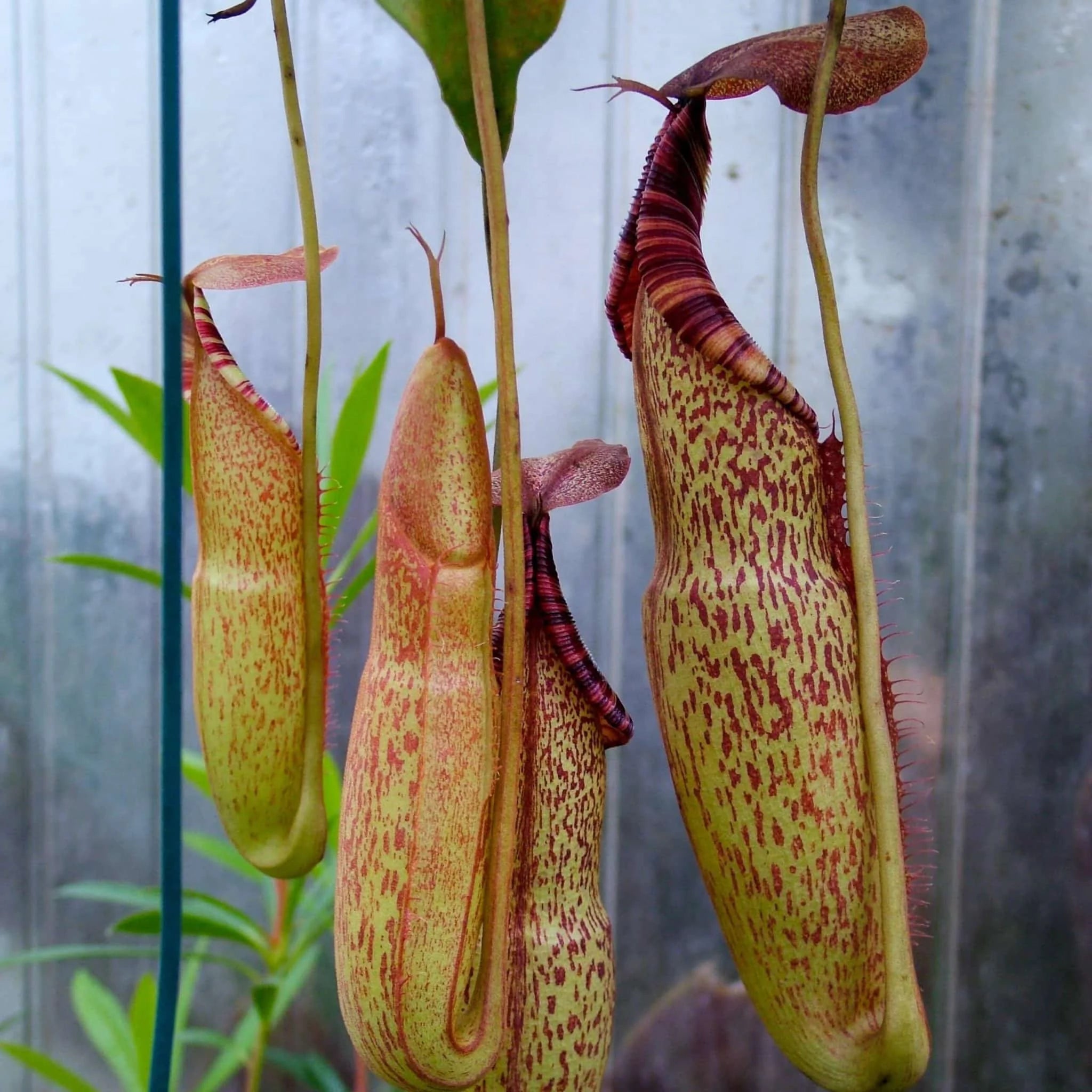 Nepenthes spectabilis, G. Bandahara, 6-10 cm 大森食虫植物農園