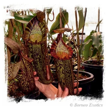 Nepenthes spectabilis {Giant} [BCP ID# N1973, 2011] / 1株の苗, サイズ 4-7 cm 大森食虫植物農園