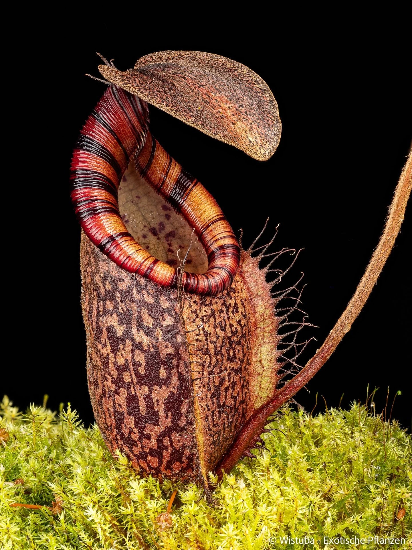 Nepenthes spectabilis (Giant) x undulatifolia 大森食虫植物農園