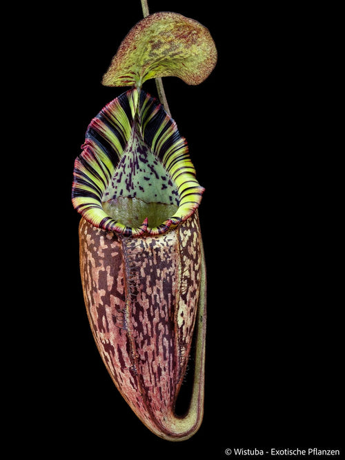 Nepenthes spectabilis (Gunung Bandahara, Sumatra) 大森食虫植物農園