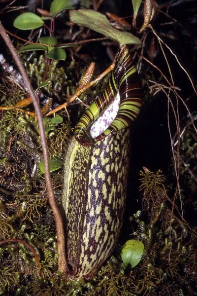 Nepenthes spectabilis (Gunung Bandahara, Sumatra) 大森食虫植物農園