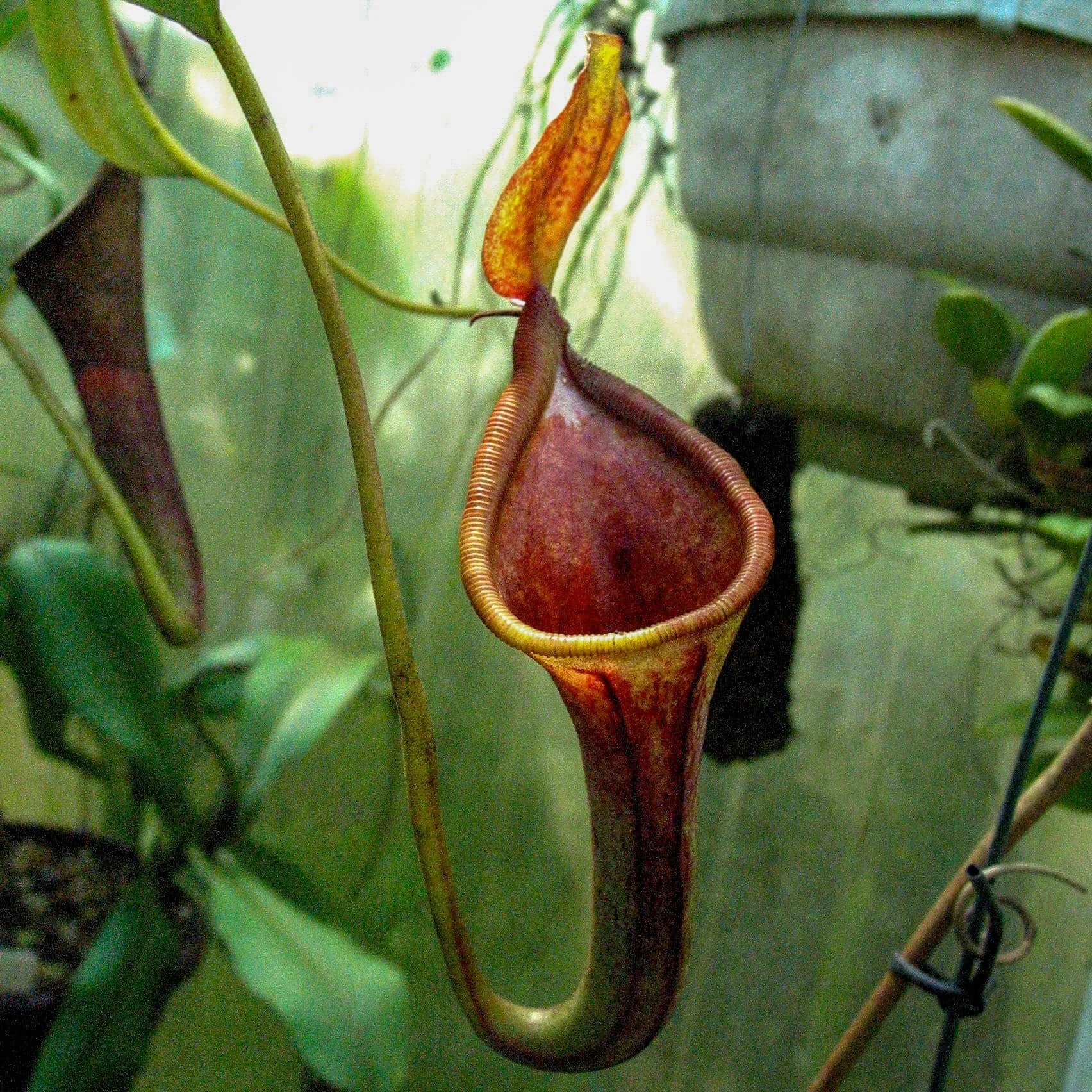 Nepenthes spectabilis x lowii Trus Madi, 6-7 cm, new grex 大森食虫植物農園