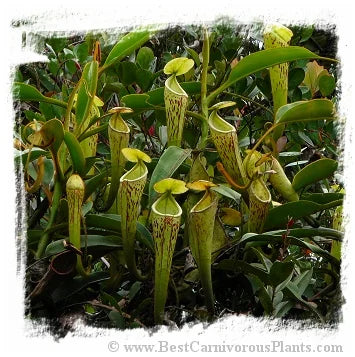 Nepenthes stenophylla {very hairy, remote eastern Sarawak, Malaysia, 2.33N, 114.13E, 790m} [BCP ID# N403] / 1株の苗, サイズ 4-7 cm 大森食虫植物農園