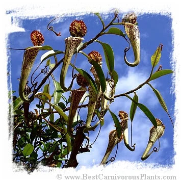 Nepenthes stenophylla {very hairy, remote eastern Sarawak, Malaysia, 2.33N, 114.13E, 790m} [BCP ID# N403] / 1株の苗, サイズ 4-7 cm 大森食虫植物農園