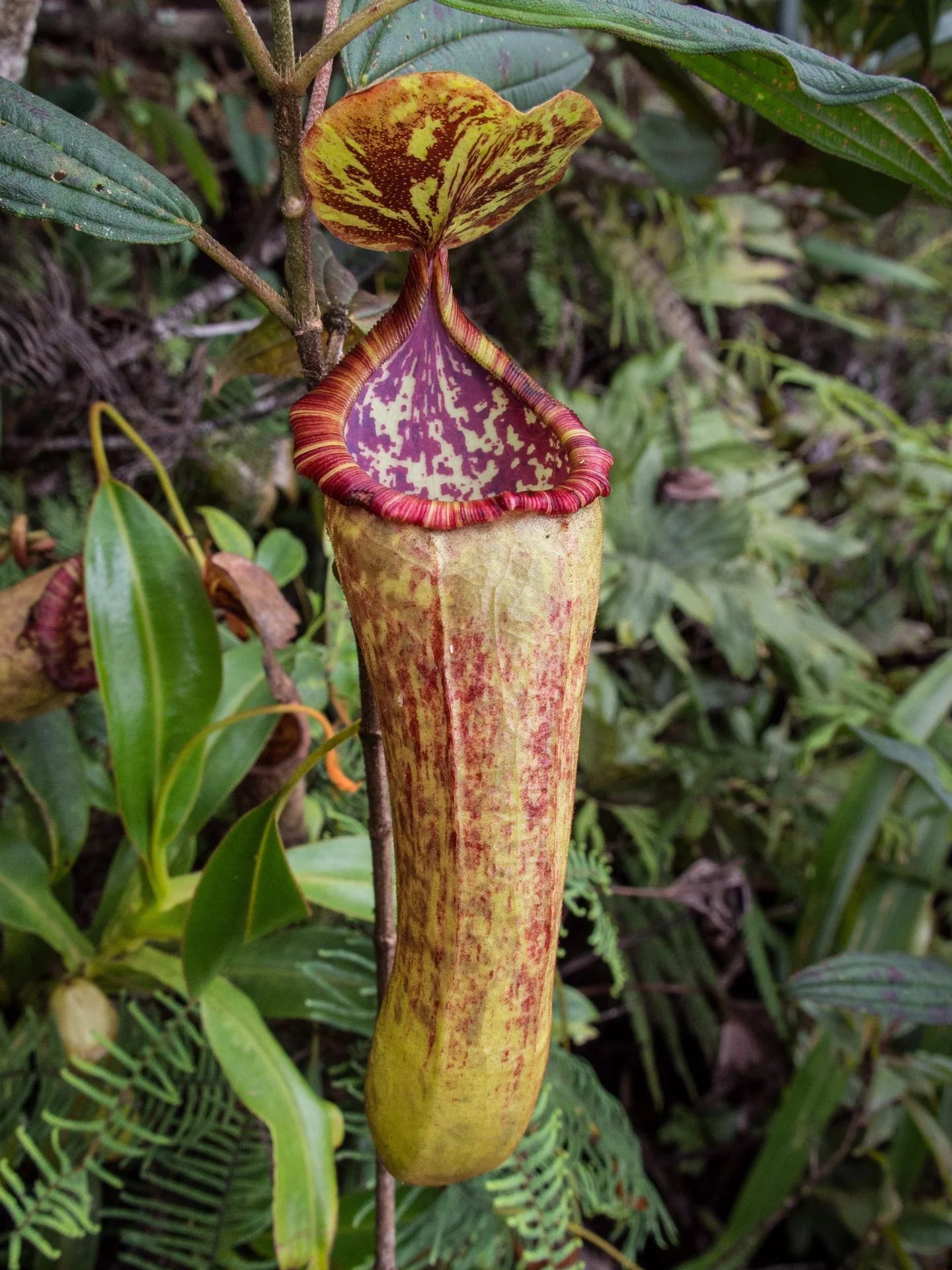 Nepenthes sumagaya (Mt.Sumagaya) 大森食虫植物農園