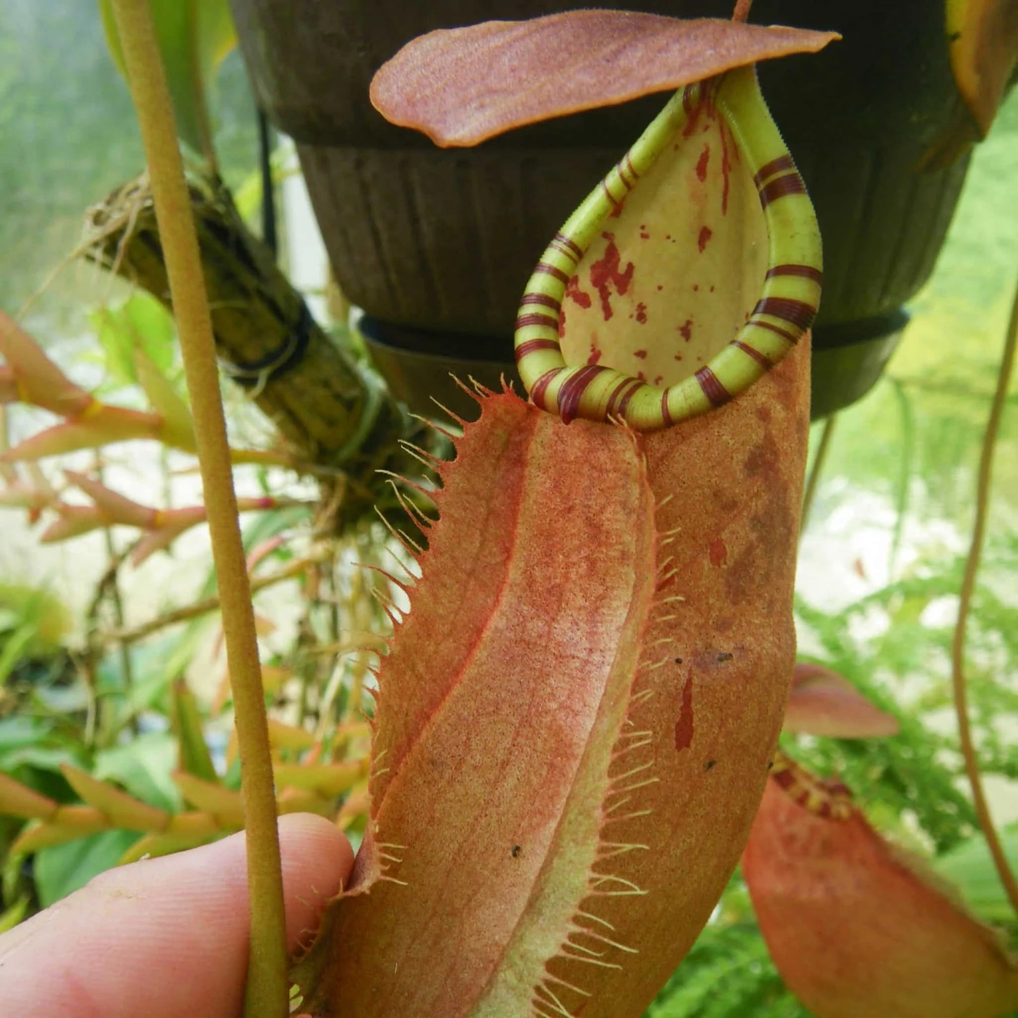 Nepenthes sumatrana, 10-12 cm 大森食虫植物農園