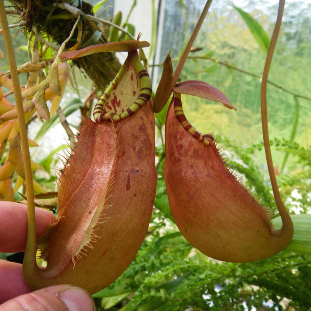 Nepenthes sumatrana, 10-12 cm 大森食虫植物農園