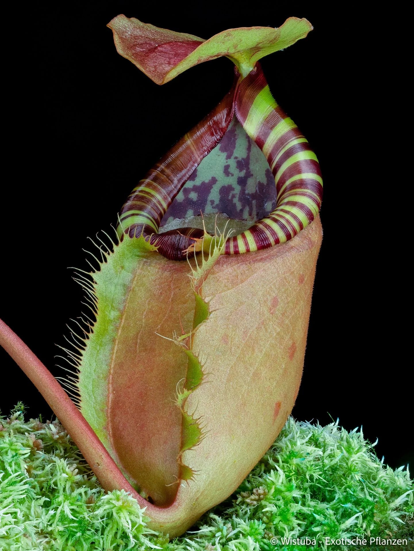Nepenthes sumatrana (Sipogas, Sumatra) 大森食虫植物農園