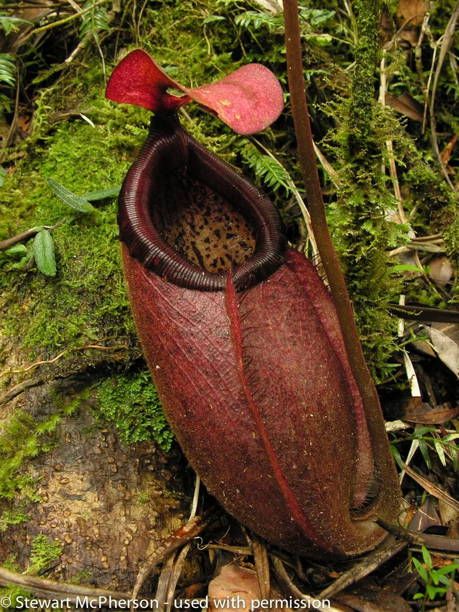 Nepenthes surigaoensis "Giant" (Mt. Kinabalian) 大森食虫植物農園