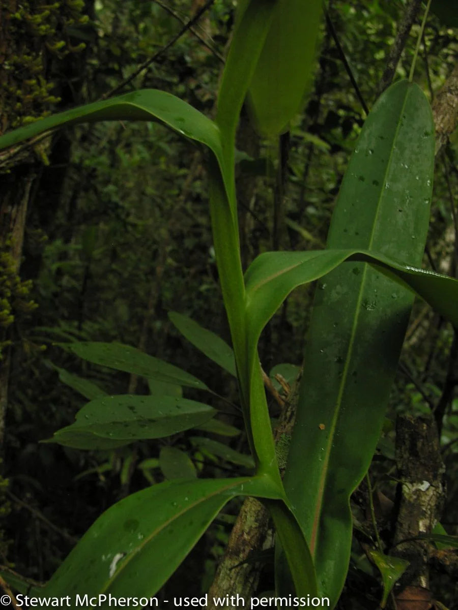 Nepenthes surigaoensis "Giant" (Mt. Kinabalian) 大森食虫植物農園