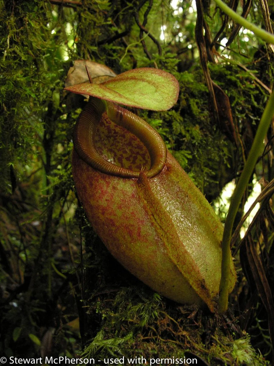 Nepenthes surigaoensis "Giant" (Mt. Kinabalian) 大森食虫植物農園