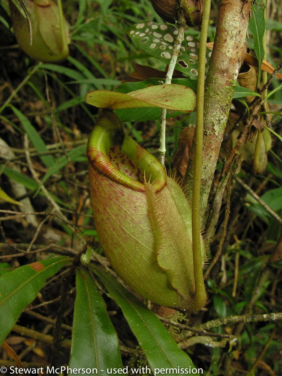 Nepenthes surigaoensis "Giant" (Mt. Kinabalian) 大森食虫植物農園