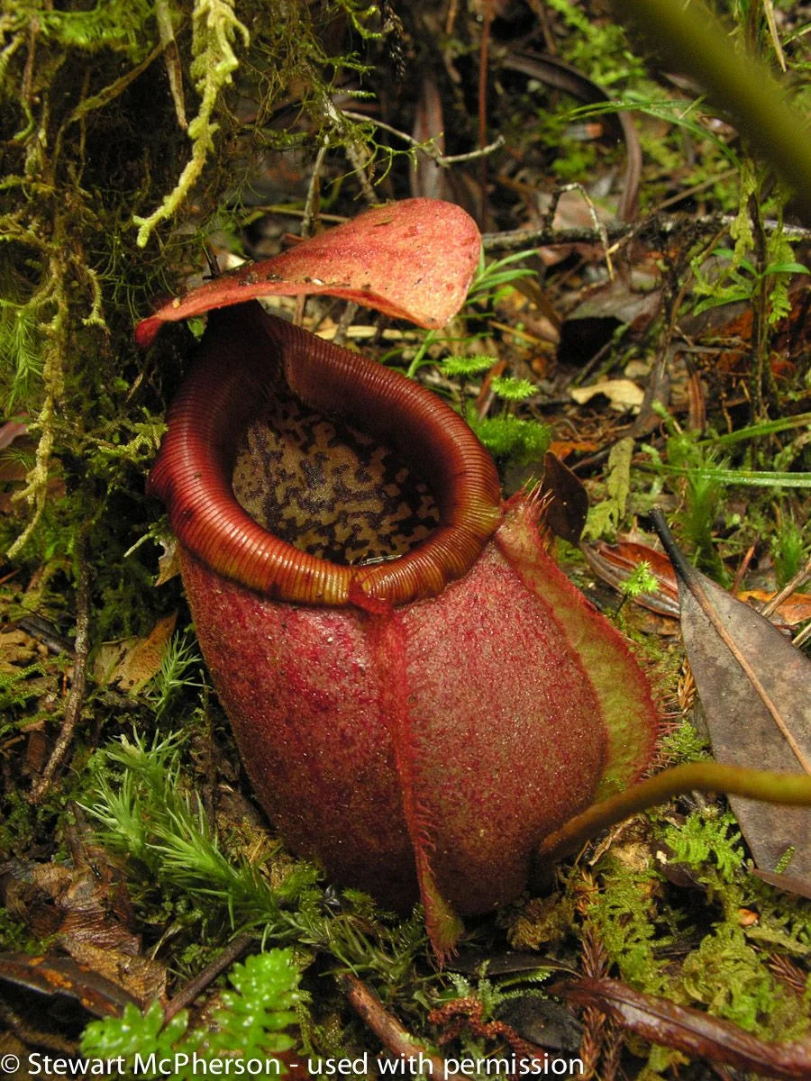 Nepenthes surigaoensis "Giant" (Mt. Kinabalian) 大森食虫植物農園