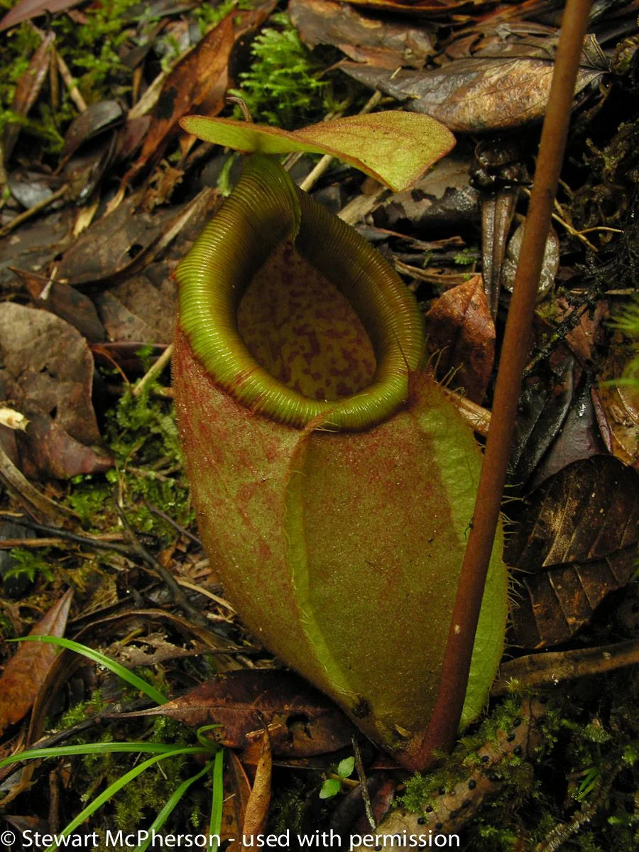 Nepenthes surigaoensis "Giant" (Mt. Kinabalian) 大森食虫植物農園