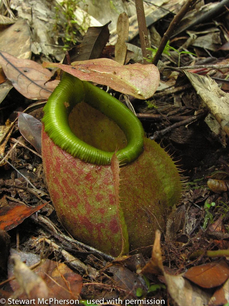 Nepenthes surigaoensis "Giant" (Mt. Kinabalian) 大森食虫植物農園
